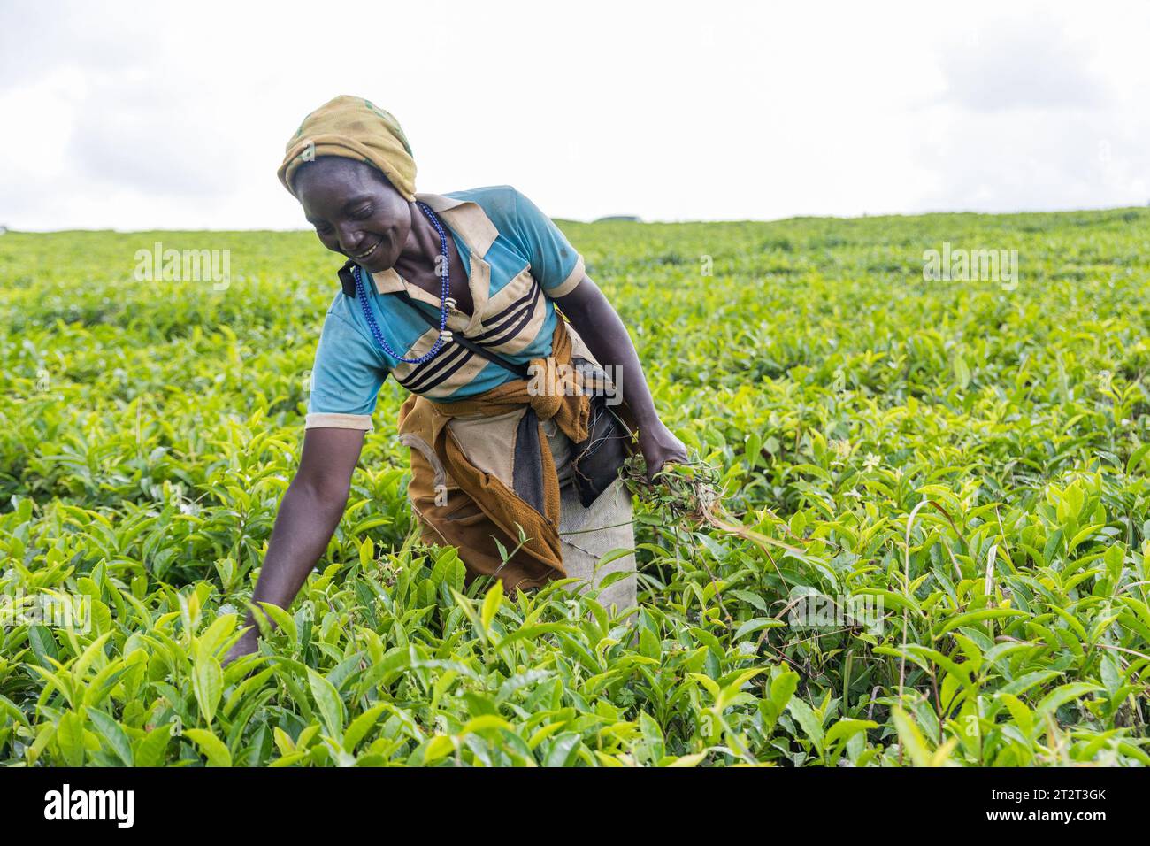 Un agricoltore rimuove le erbacce dalle piantagioni di tè in Africa, lavora nei campi e produce tè. Foto Stock