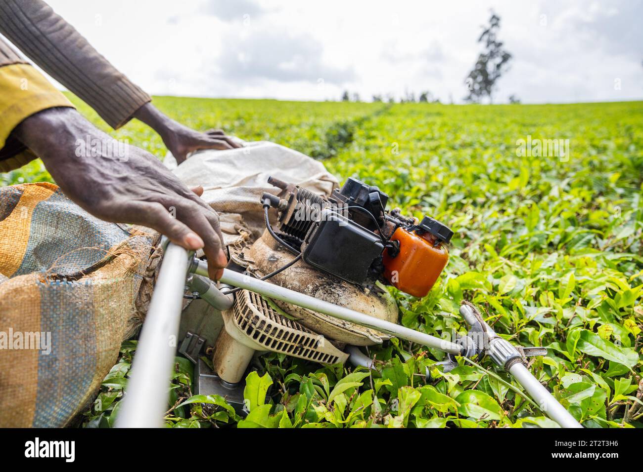 Primo piano delle mani di un contadino che tiene una mietitrice in un campo di tè in Africa. Foto Stock