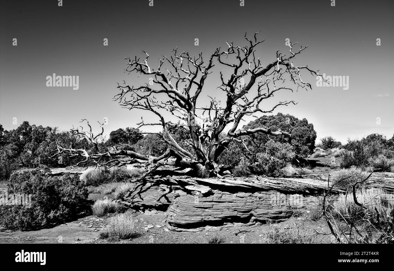 Dead Horse Point (vicino a Moab, Utah) Foto Stock