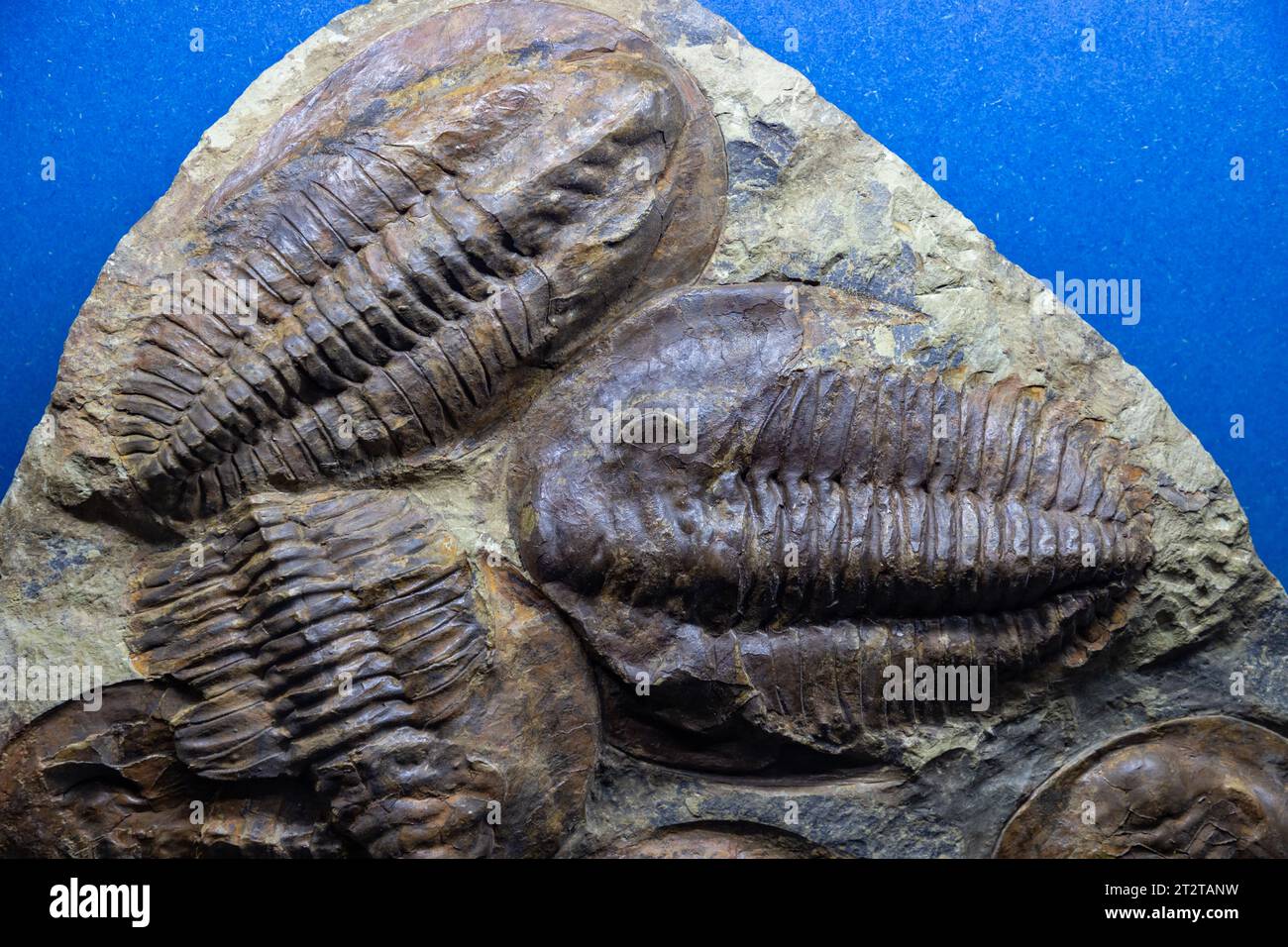 Una foto di fossili di trilobiti al Museo di storia naturale di Oslo. Foto Stock