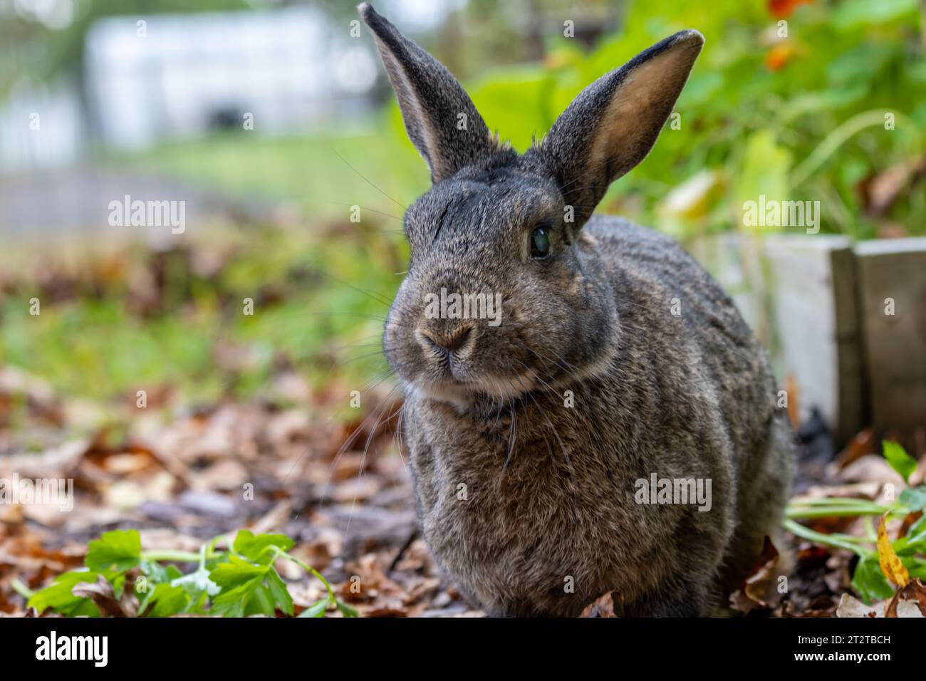 Piccolo coniglio grigio nel giardino autunnale con spazio per la copia su sfondo bokeh morbido alla zucca Foto Stock