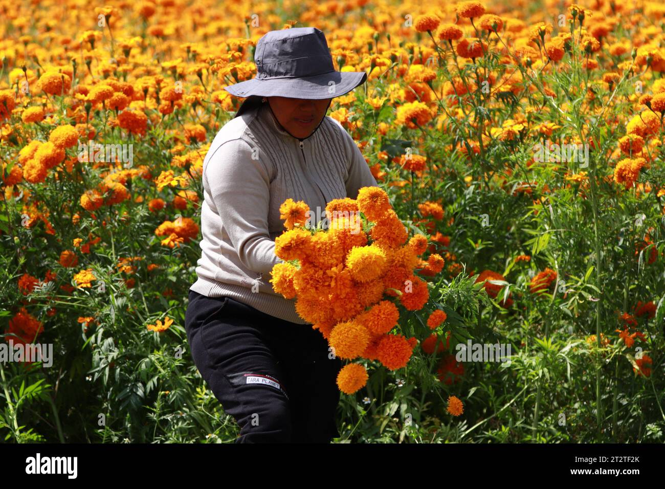 Non esclusiva: 20 ottobre 2023, Atlixco, Messico: Agricoltori durante la raccolta del "Cempasuchil Flower" in un campo nello stato di Puebla, fino al Foto Stock