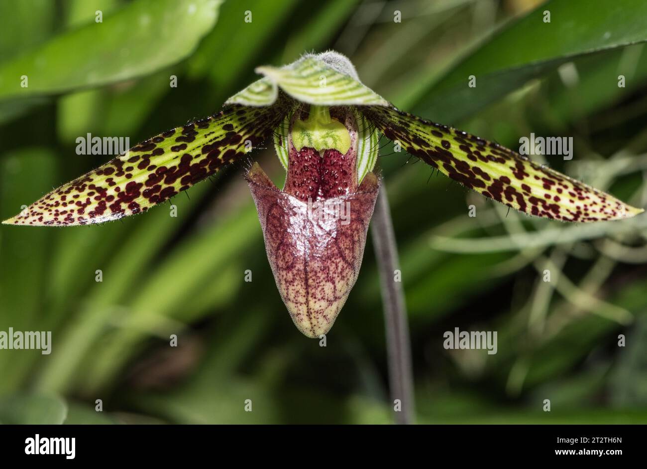 Un'orchidea coltivata, Pathiopedilum sukhakulii, nel giardino botanico di Quito. Non è una specie originaria dell'Ecuador. Foto Stock