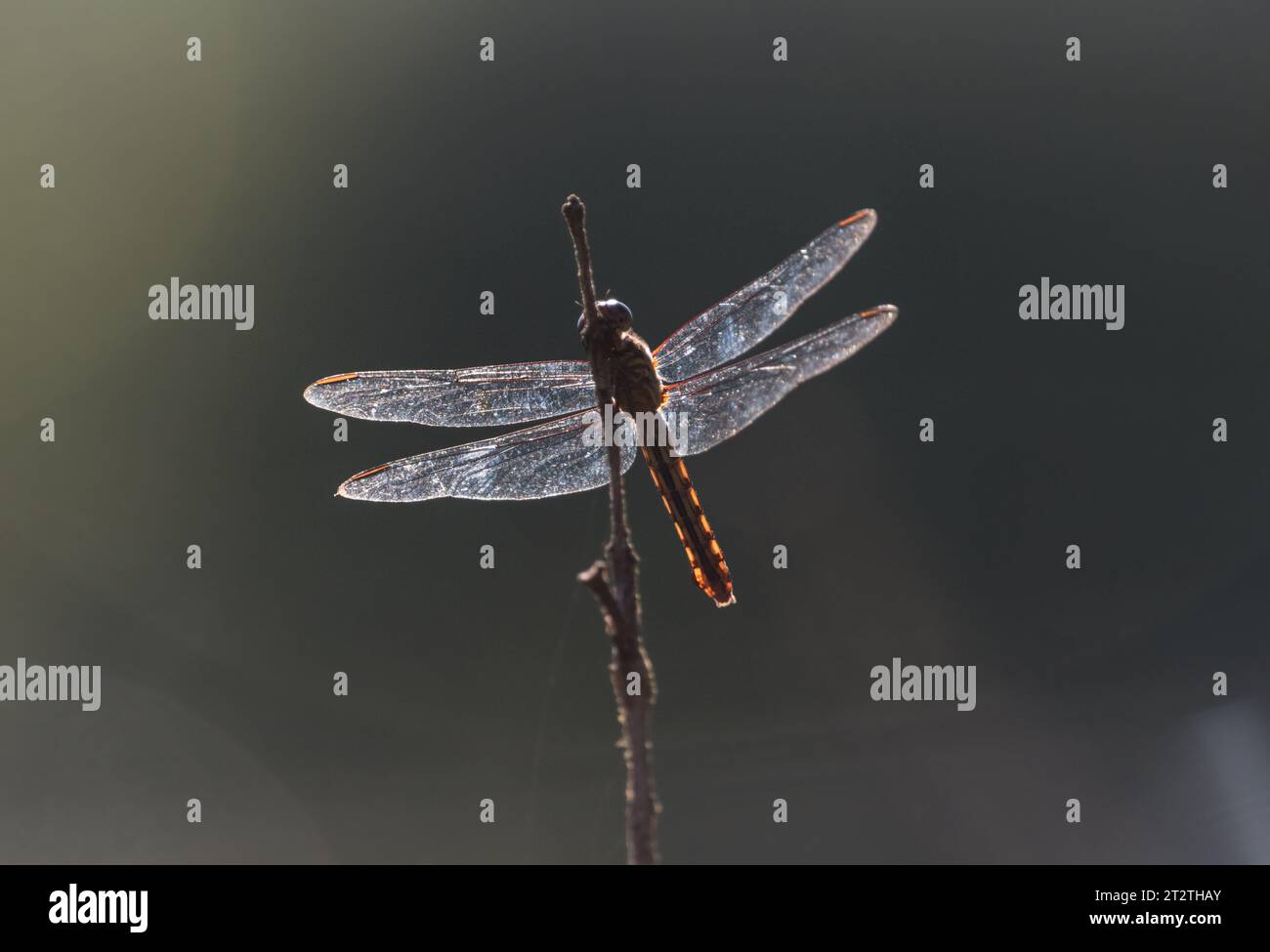 Un Re Skimmer tropicale arroccato retroilluminato (Orthemis sp.) In Ecuador Foto Stock