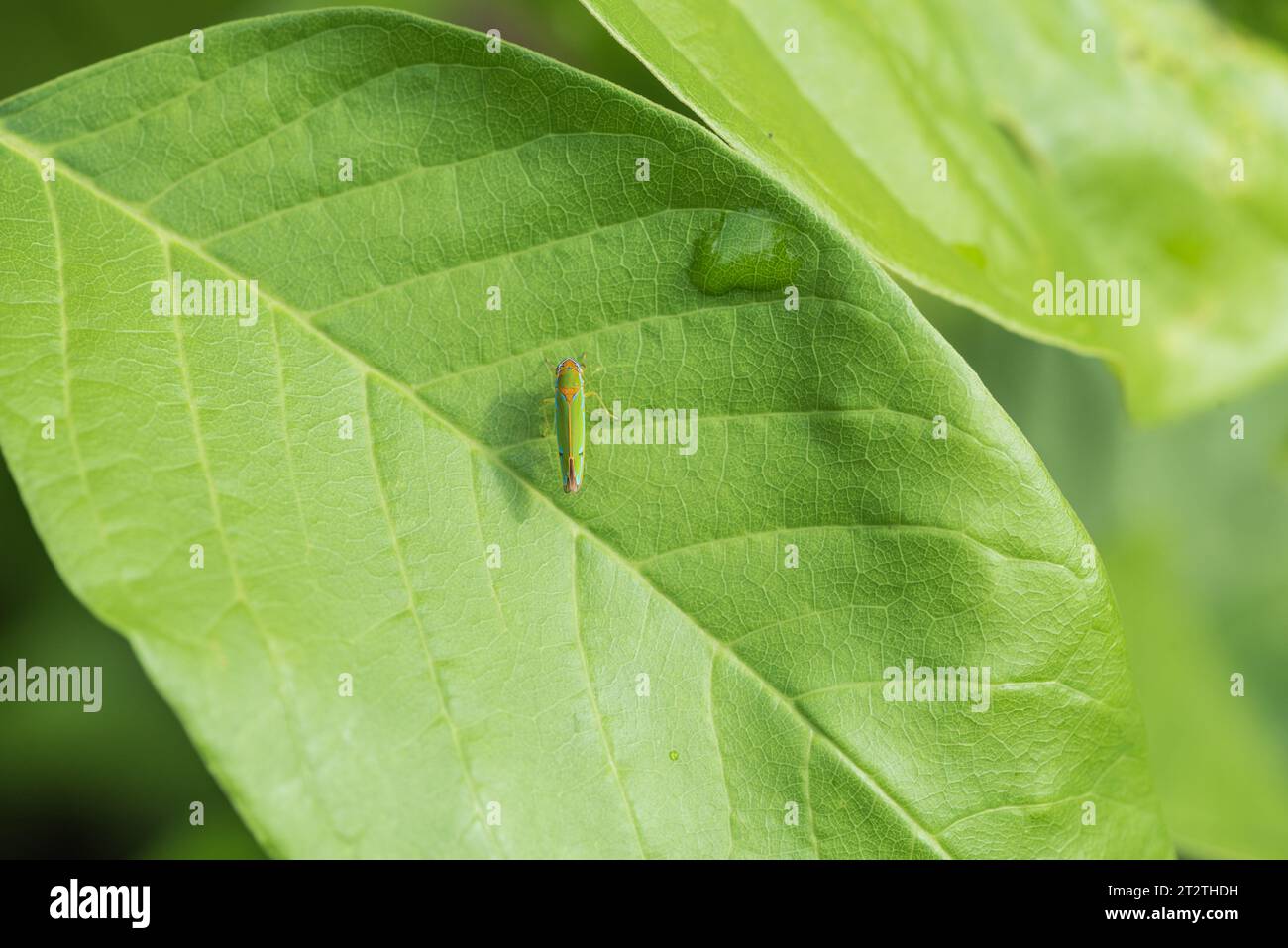 Leafhopper/ Sharpshooter non identificato appollaiato su una foglia nell'Ecuador amazzonico Foto Stock