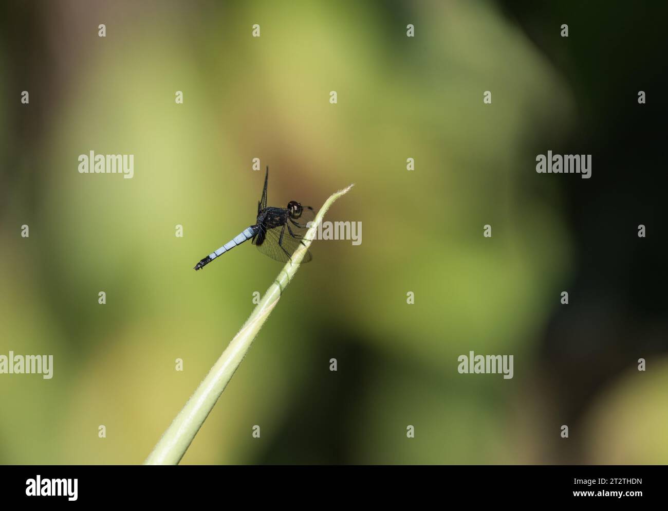 Arroccato Dragonlet dalla coda bianca (Erythrodiplomax unimaculata) sul fiume Napo in Ecuador Foto Stock