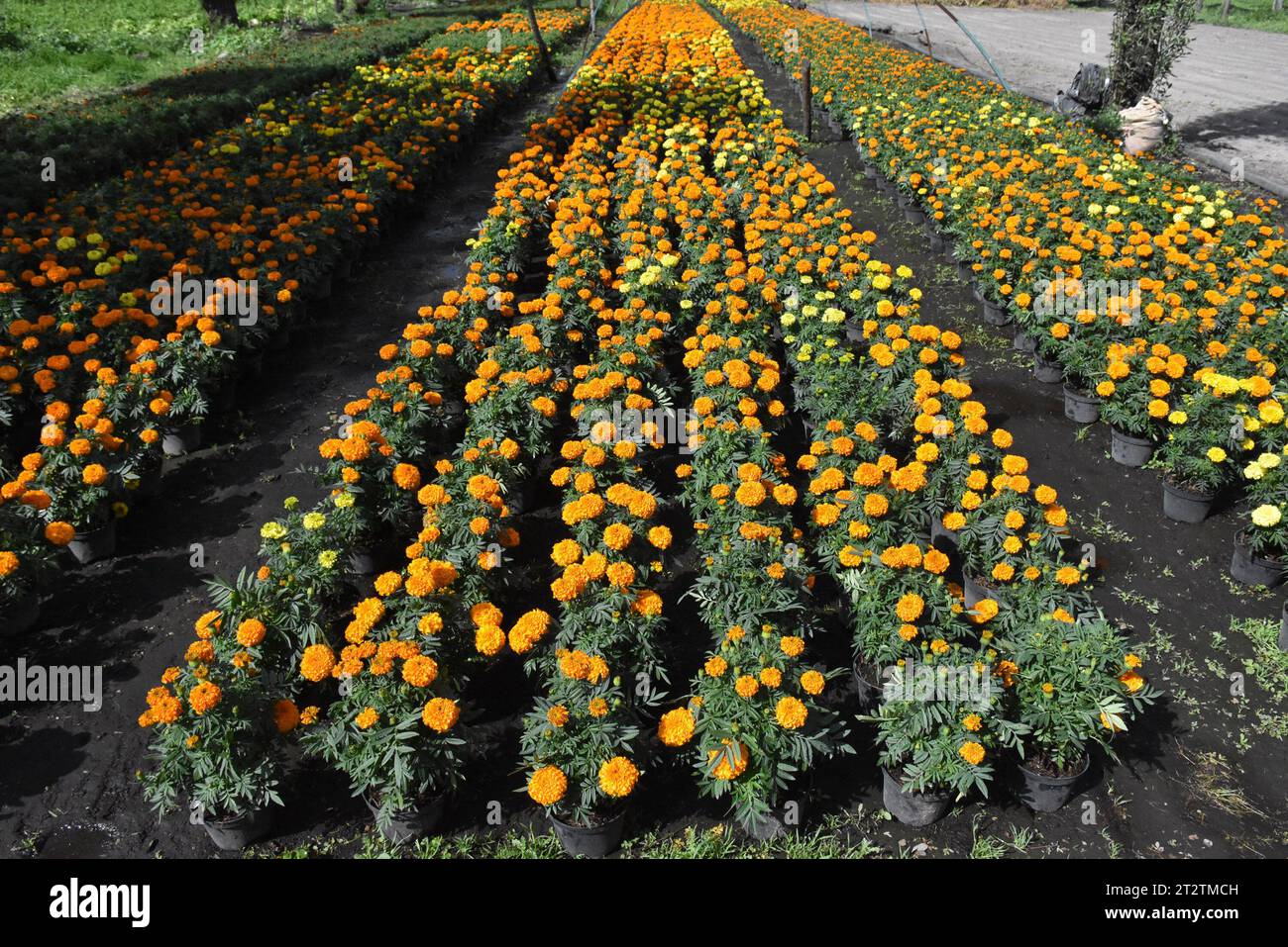 File di cempasúchil (calendule), fiori tradizionali per il giorno dei morti Foto Stock