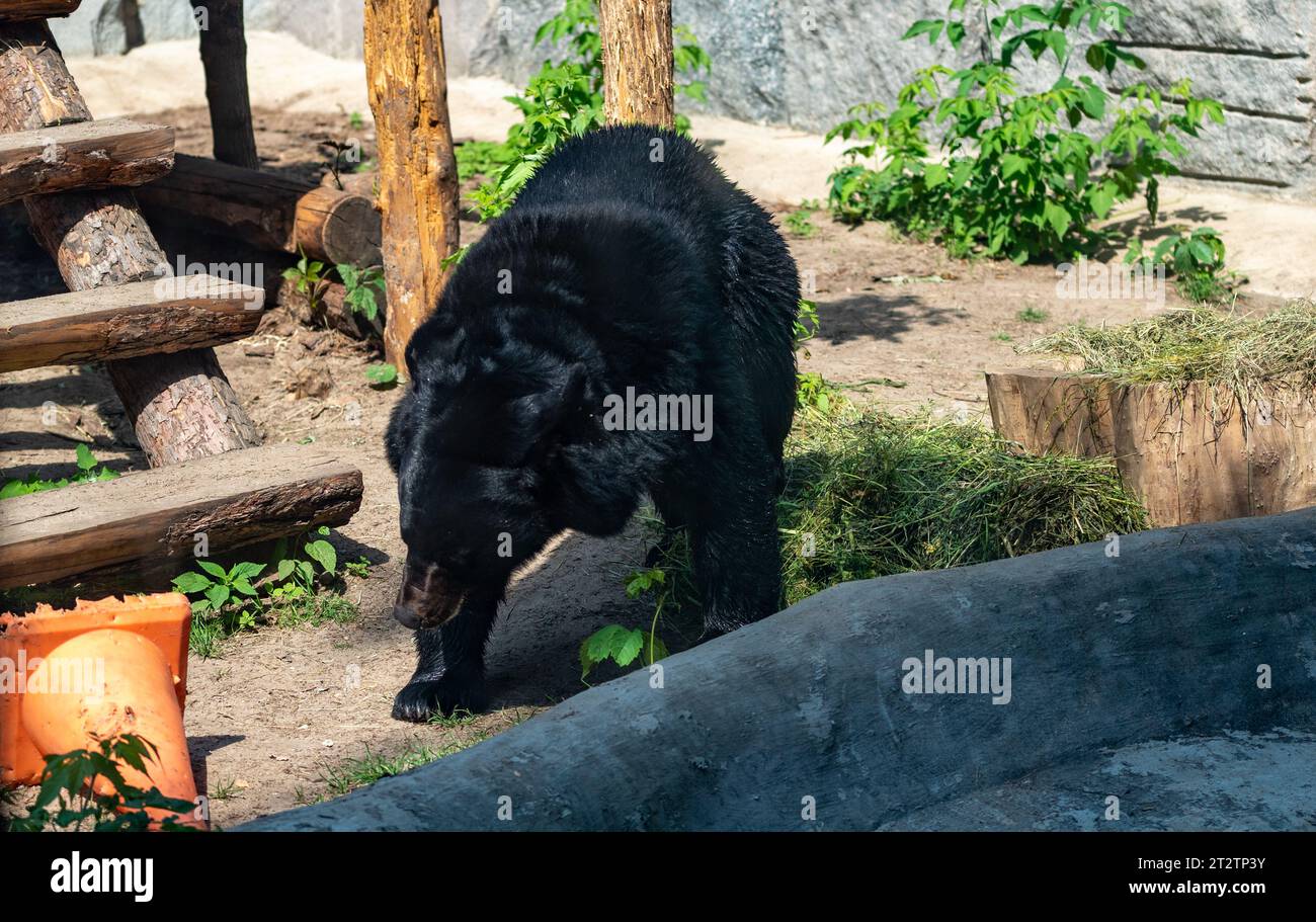 Orso himalayano nero nel recinto dello zoo di Mosca Foto Stock