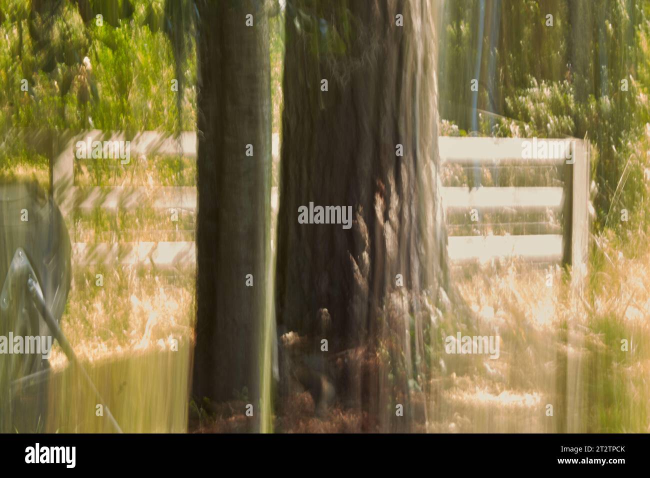 Fotografia ICM-Involional camera Movement Photography, sfocatura intenzionale!! Foto Stock