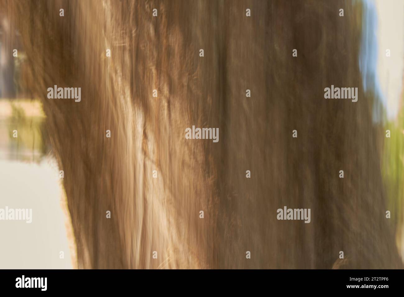 Fotografia ICM-Involional camera Movement Photography, sfocatura intenzionale!! Foto Stock