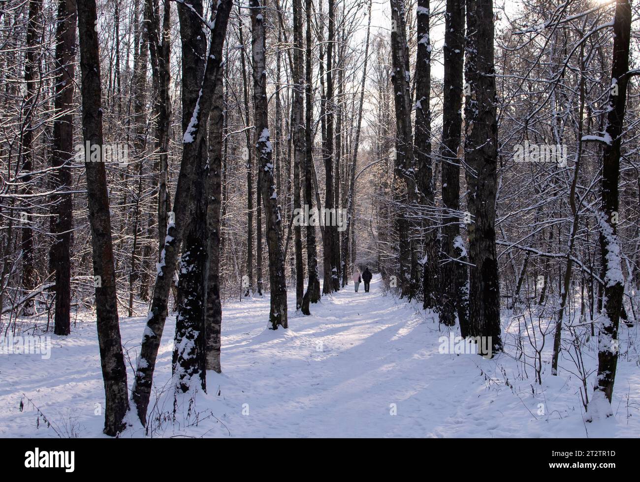 coppia sposata, passeggiata, lungo il vicolo coperto di neve del parco, tempo della prima neve Foto Stock