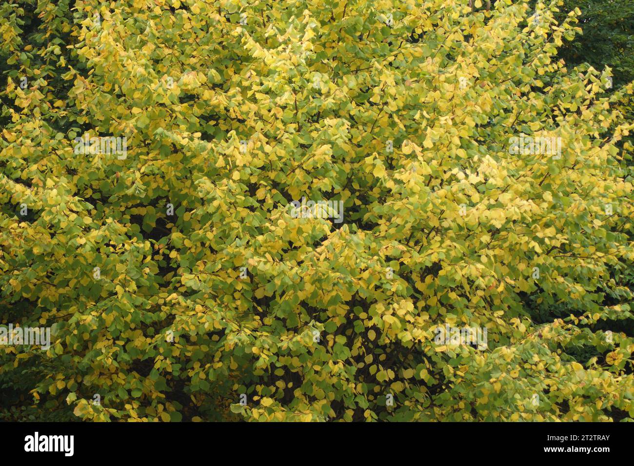 un albero con foglie autunnali verdi gialle Foto Stock