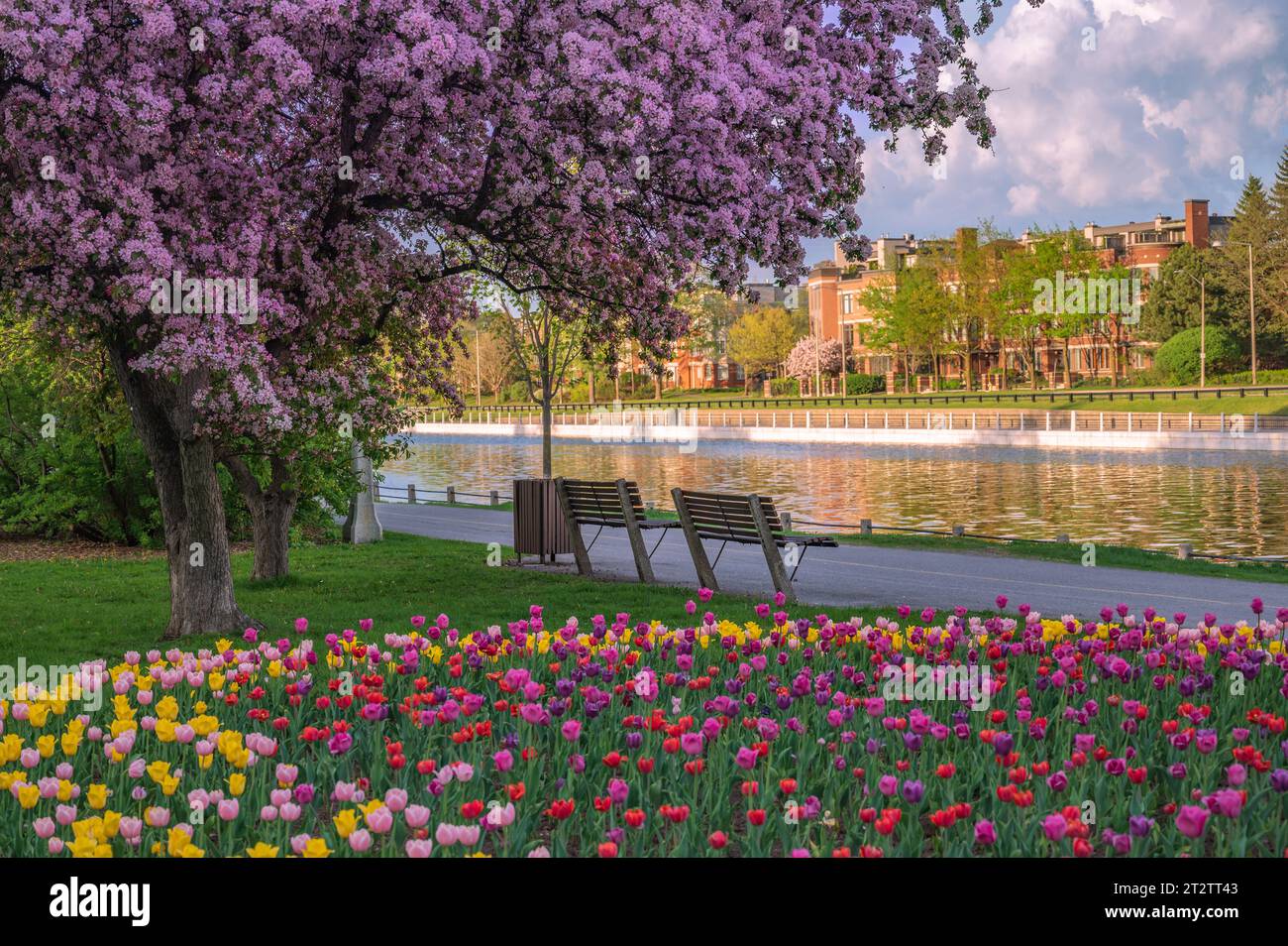 Festival dei tulipani e fiori di ciliegio, Rideau Canal, condominio, Ottawa, Ontario, Canada Foto Stock