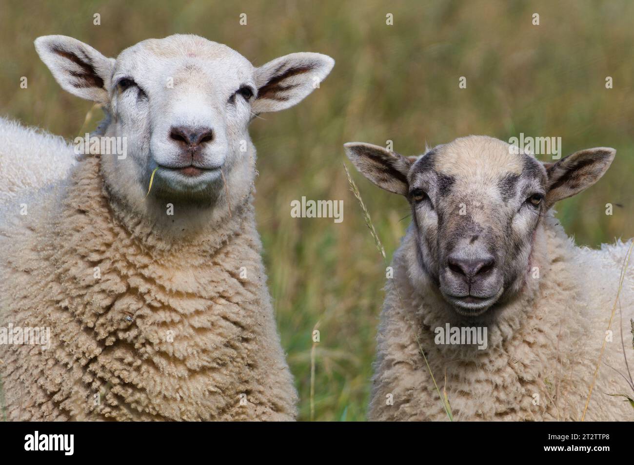 Ritratto ravvicinato della coppia domestica di pecore sul pascolo. Divertente foto di animali. Piccola azienda agricola nella campagna della repubblica Ceca. Giornata di sole all'inizio dell'autunno. Foto Stock