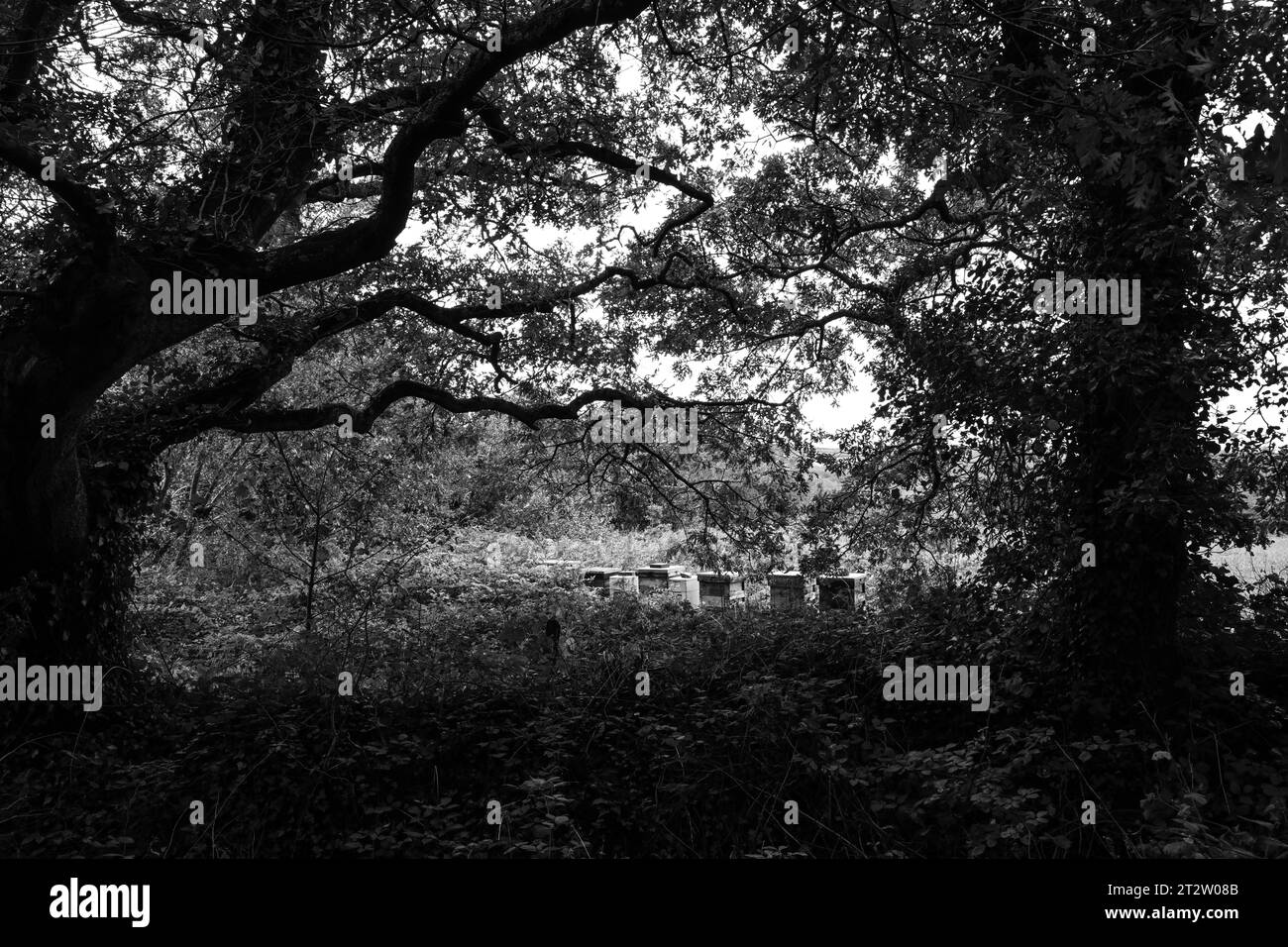 Bee Hives Drym Cornwall Foto Stock