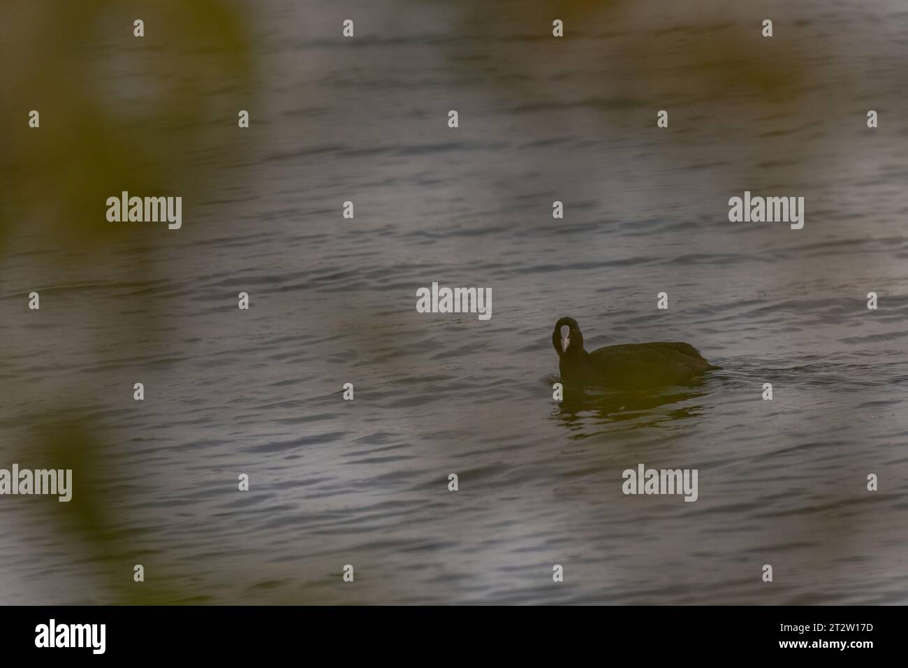 black coot che nuota nell'alake dietro le piante Foto Stock