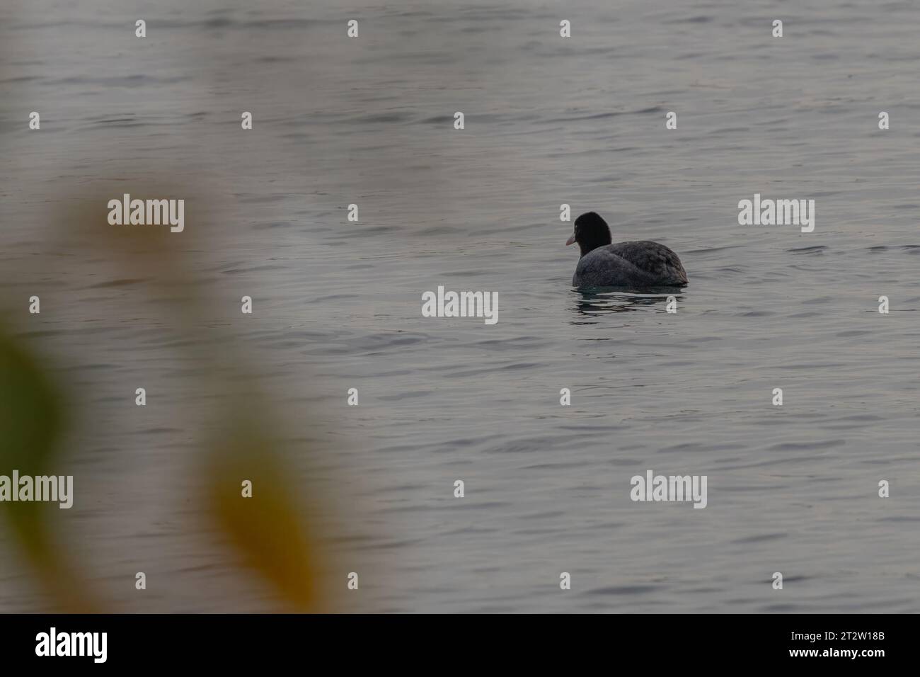 black coot che nuota nell'alake dietro le piante Foto Stock