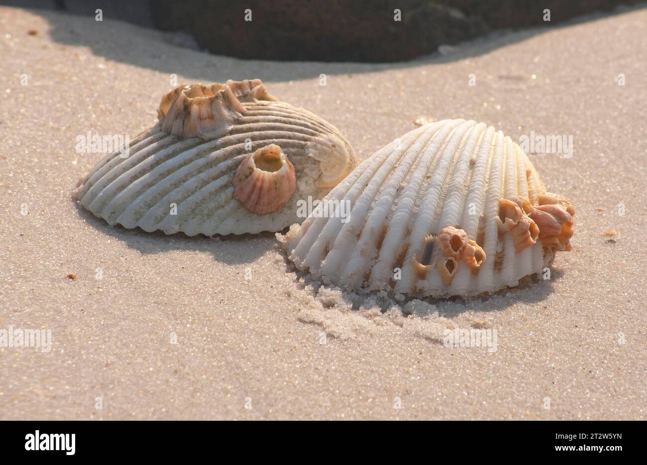 Due conchiglie sono sulla spiaggia tropicale in stile macro. Guscio e sabbia. Foto Stock
