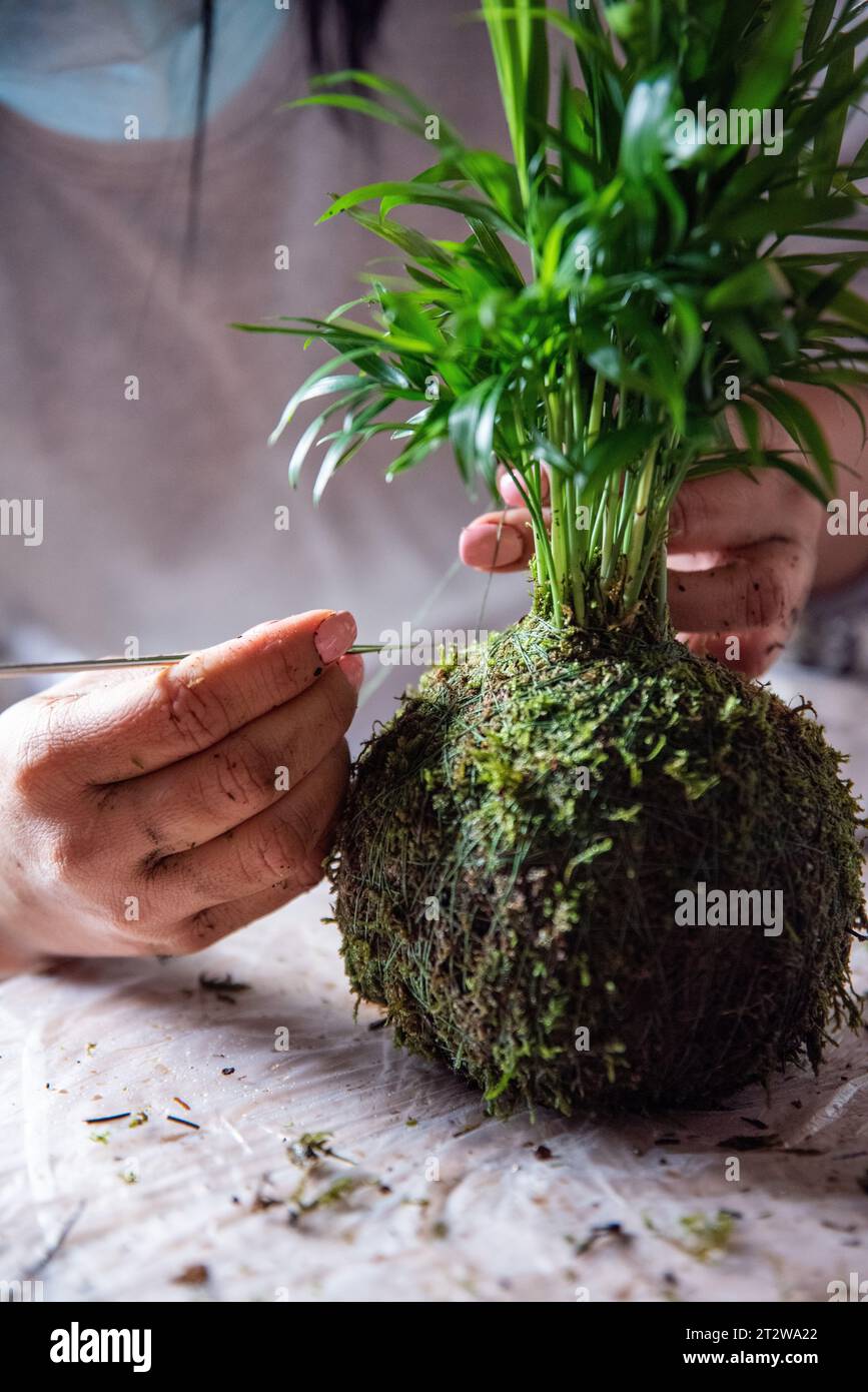 In questa immagine dettagliata, viene catturato il meticoloso processo di creazione di un Kokedama, con mani esperte che tengono un ago e lavorano con precisione a W. Foto Stock