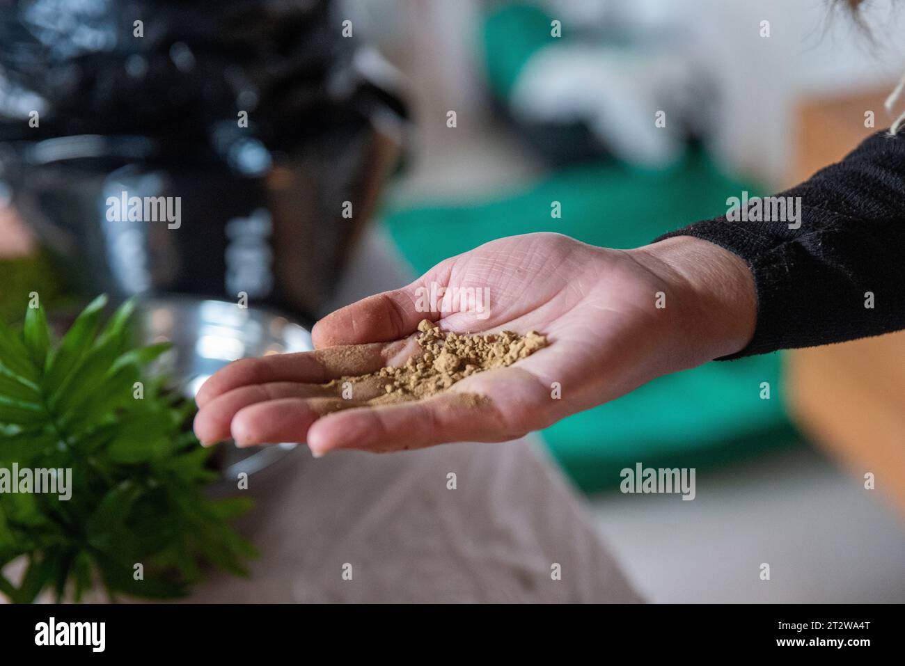 In questa immagine istruttiva, le mani di una donna sono al centro della scena mentre presenta il substrato di schiuma di lava Akadama, un materiale orticolo significativo. La sua ha Foto Stock