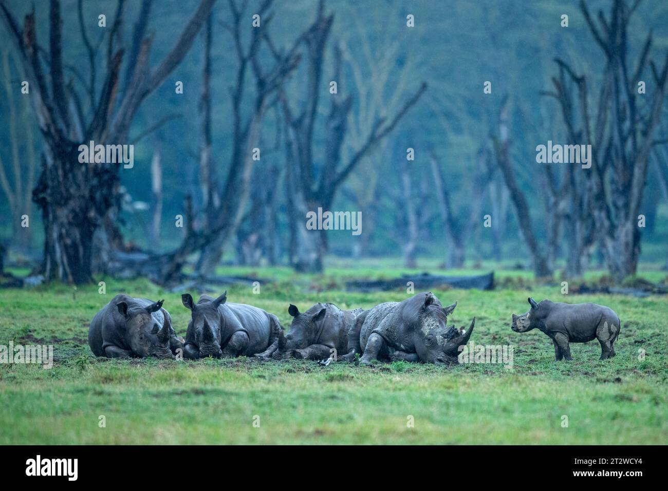 Rinoceronti bianchi adulti del sud che si tuffano nel fango mentre un giovane vitello li osserva al Parco Nazionale del Lago Nakuru, in Kenya Foto Stock