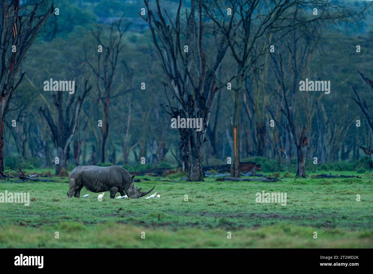 Un rinoceronte bianco del sud da solo pascola in un giorno di pioggia sullo sfondo di una foresta di acacia nel Parco Nazionale del Lago Nakuru, Kenya Foto Stock
