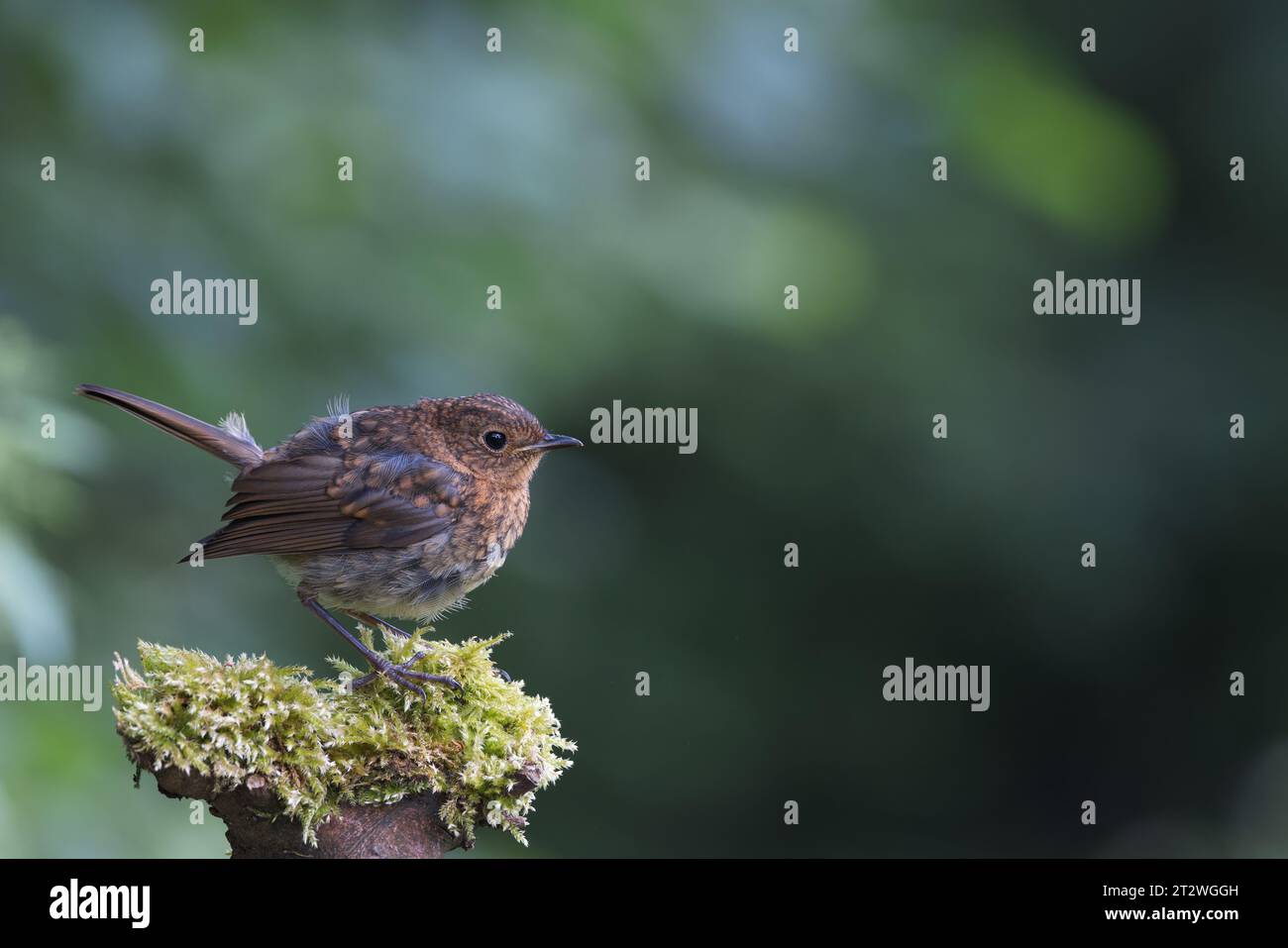 European Robin [ erithacus rubecula ] uccello giovanile su un ceppo di muschio Foto Stock