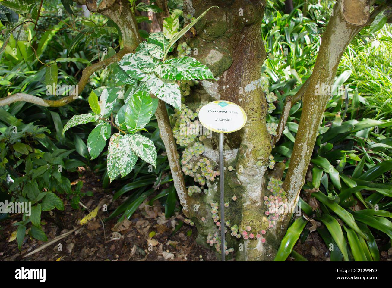 Giardino botanico di Santa Cruz de Tenerife Foto Stock