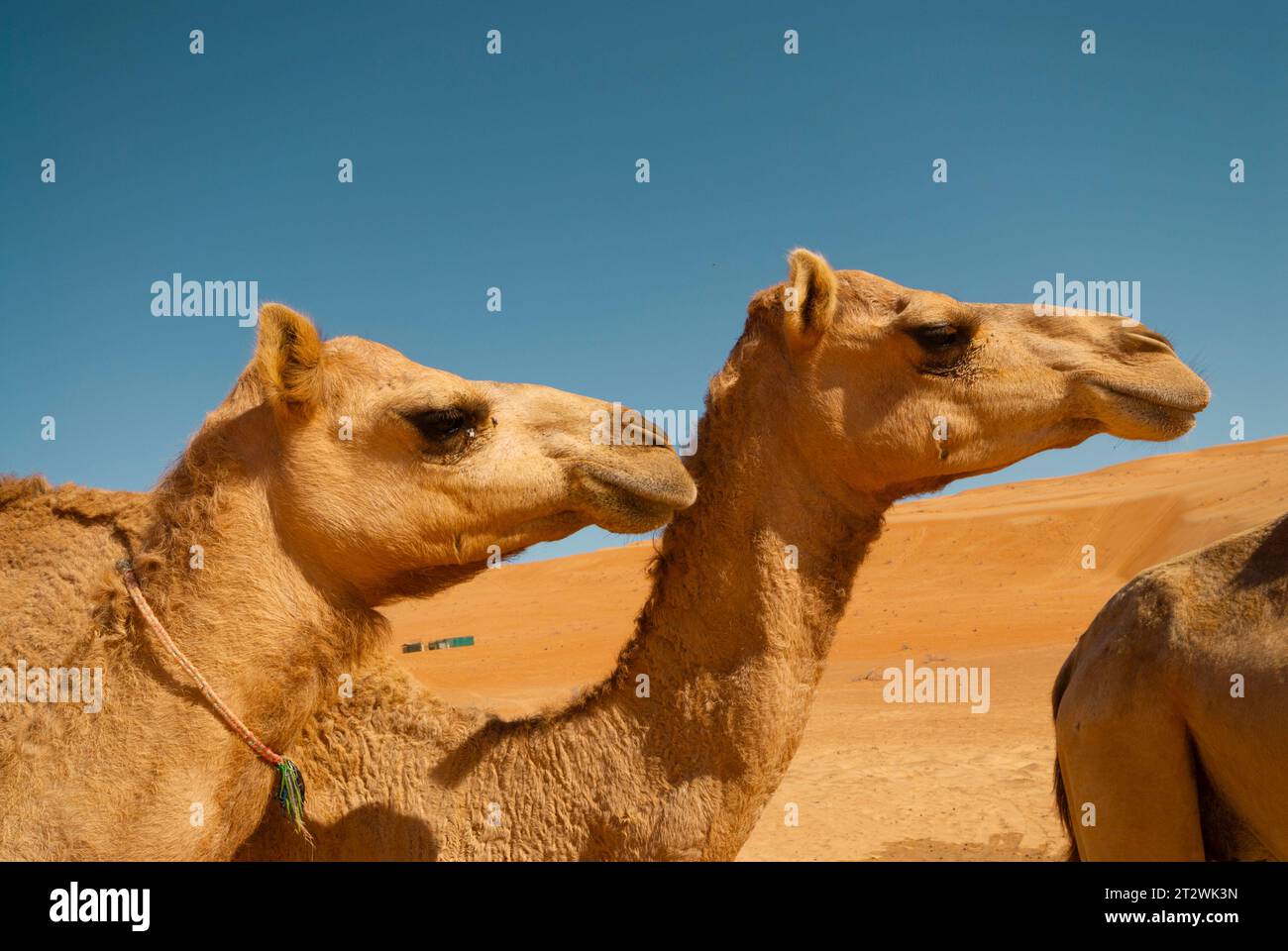 Due cammelli nel deserto intorno a Wahiba Sands in Oman Foto Stock