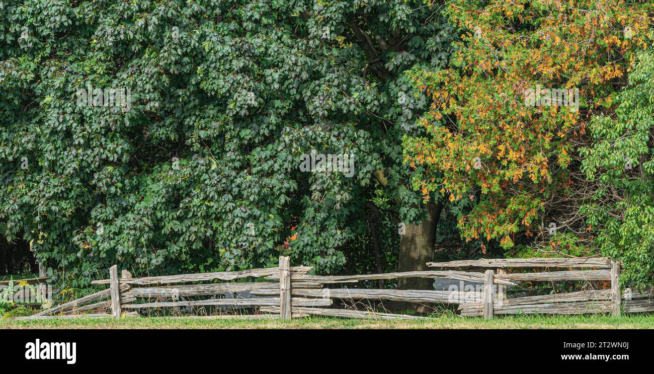 Un vecchio recinto fatiscente sotto un grande albero di acero con foglie verdi Foto Stock