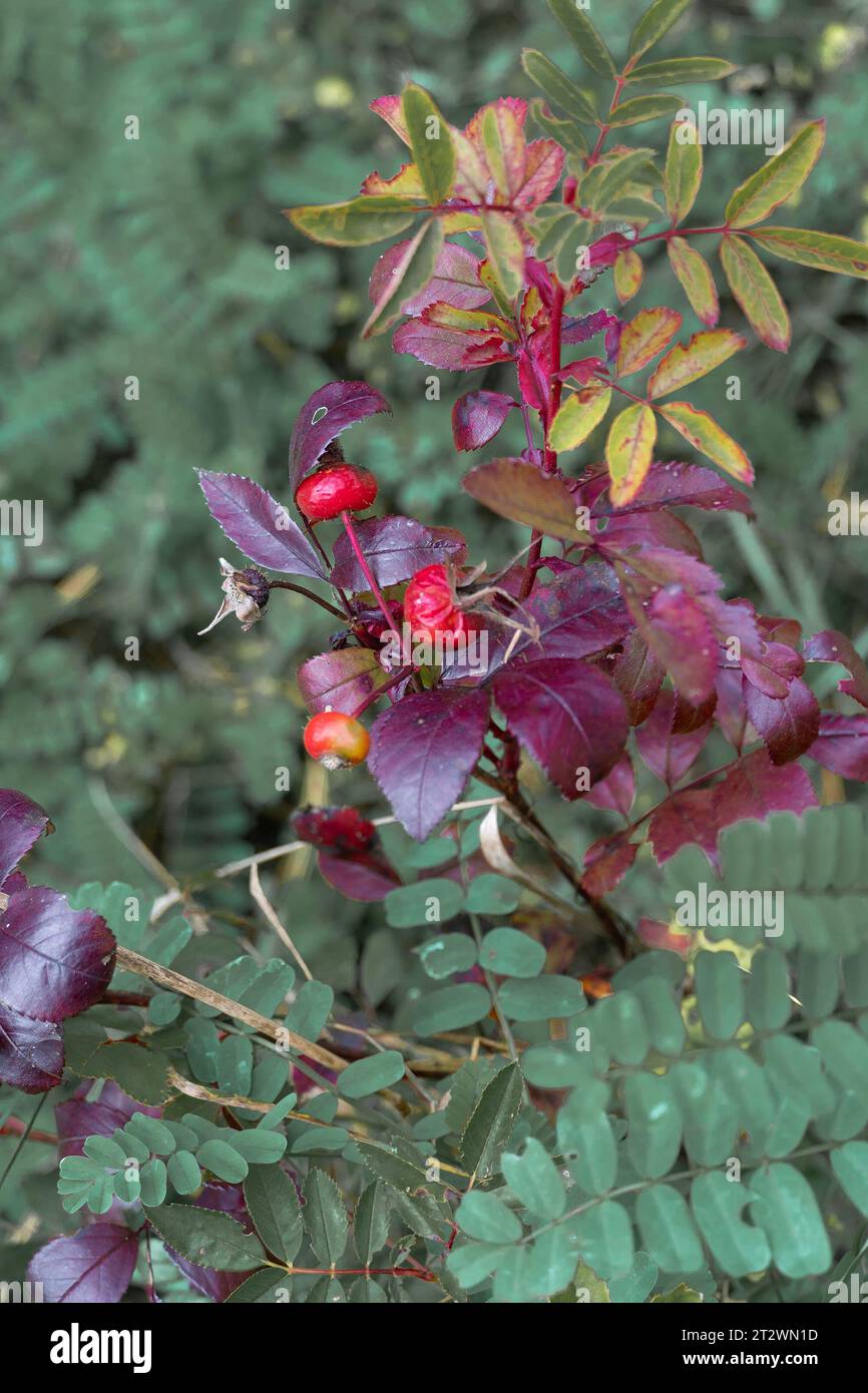 Fianchi rosa maturi con foglie viola su uno sfondo di verde tenue Foto Stock