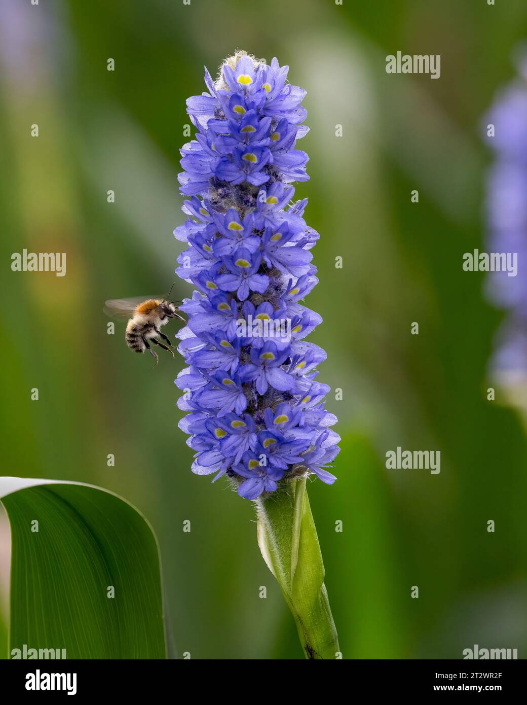 Ape carder (Bombus pascuorum) sull'erba Pickerel (Pontederia cordata) Foto Stock