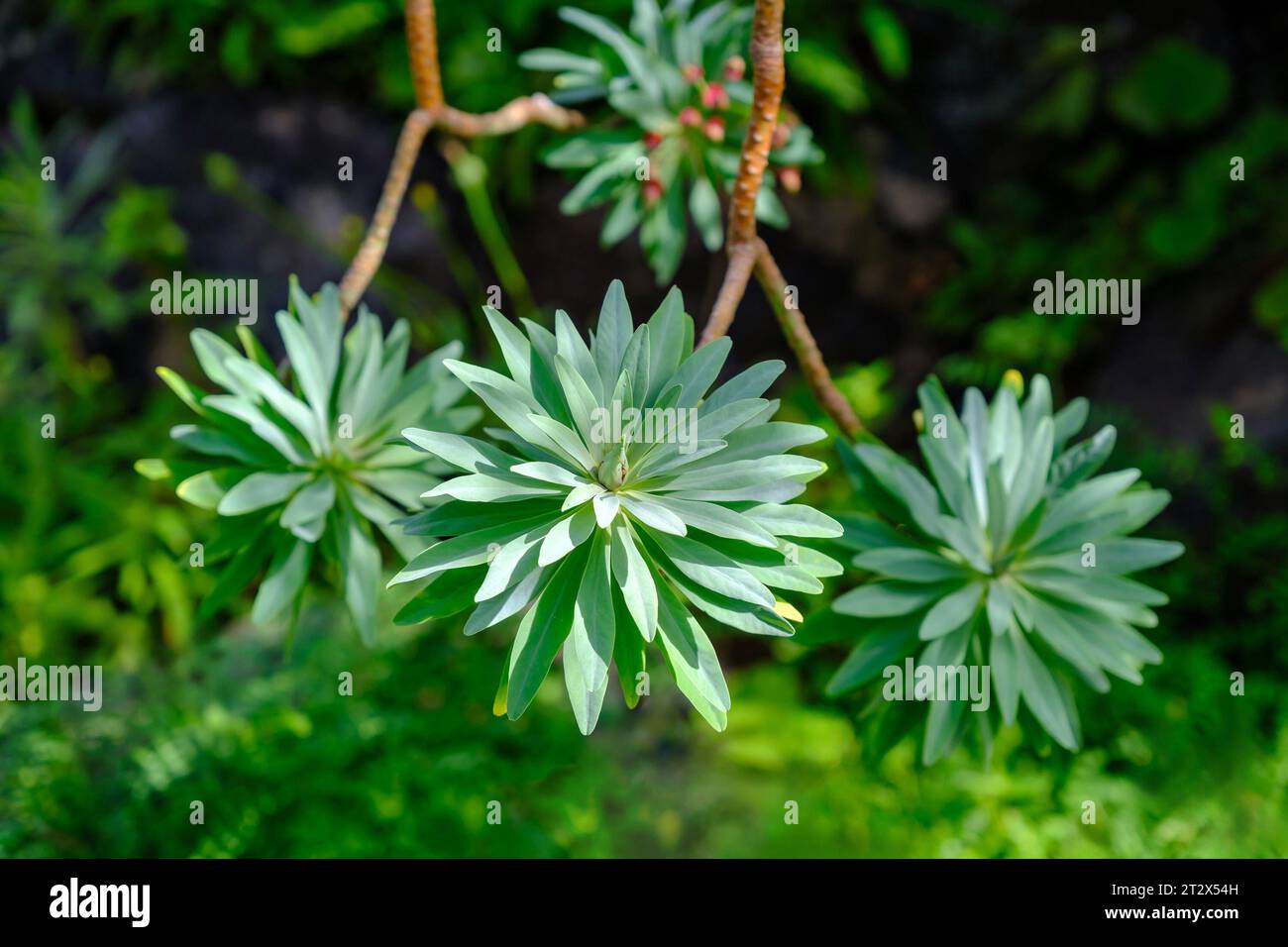 Tabaiba dulce o Euphorbia balsamifera pianta originaria delle Isole Canarie, sfondo naturale per il design, piante esotiche. Foto Stock