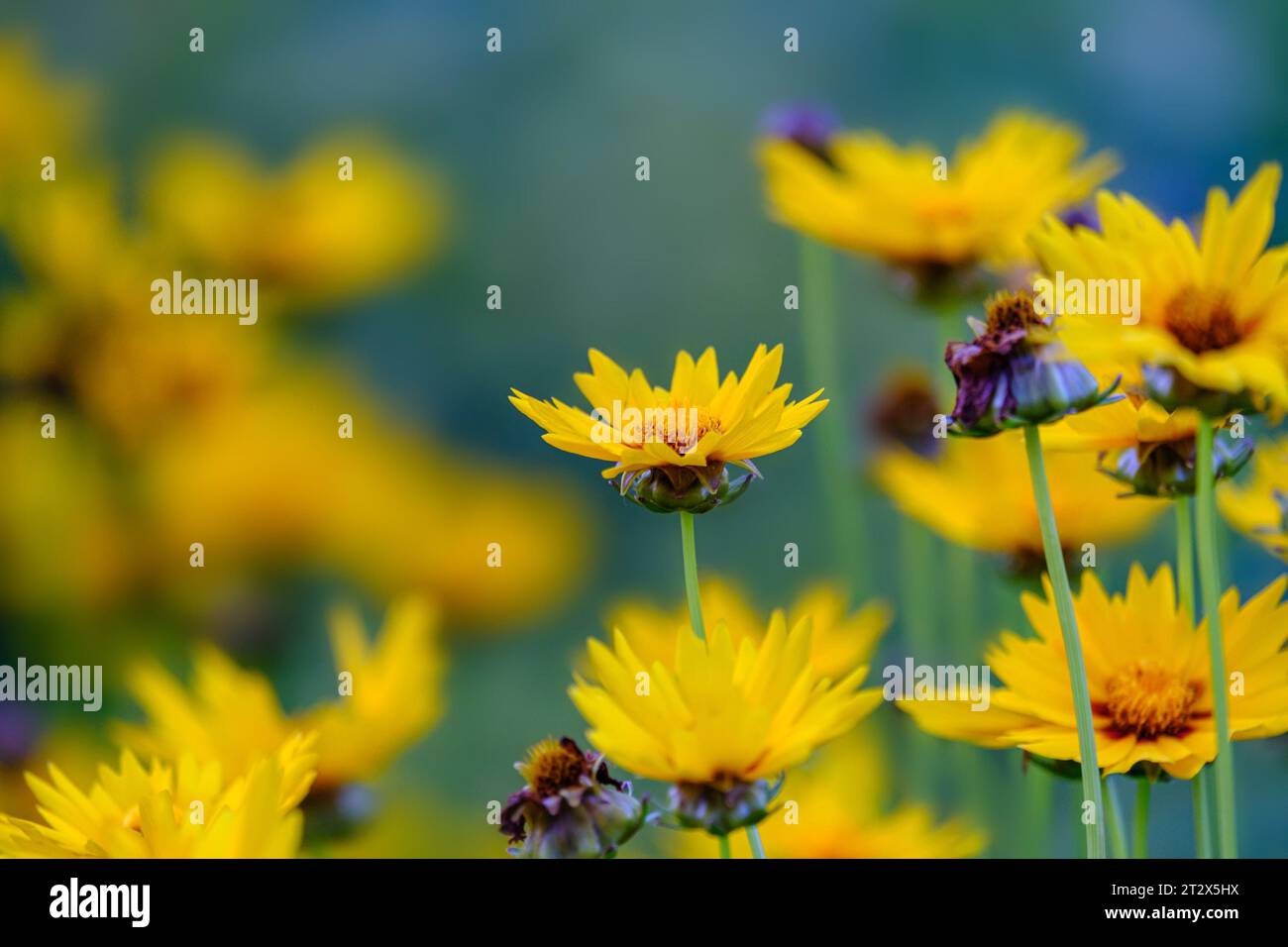 Beautifil giallo Sunray tickseed, coreopsis grandiflora fiori di raggi solari nella zona rurale di Bad Pyrmont, Germania, può essere utilizzato come sfondo naturale. Foto Stock