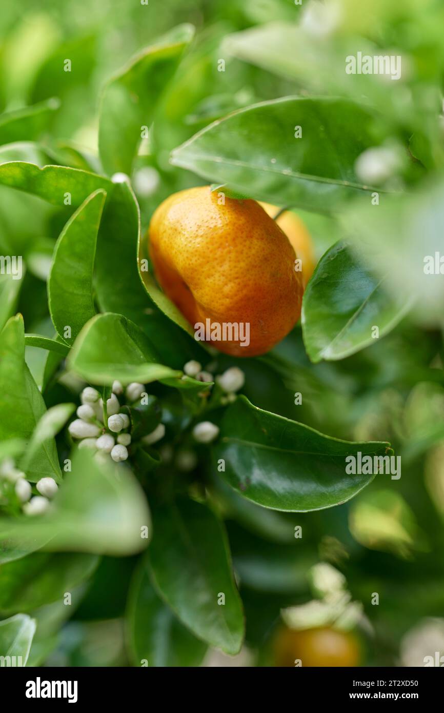 Fiori di mandarino e frutta Foto Stock