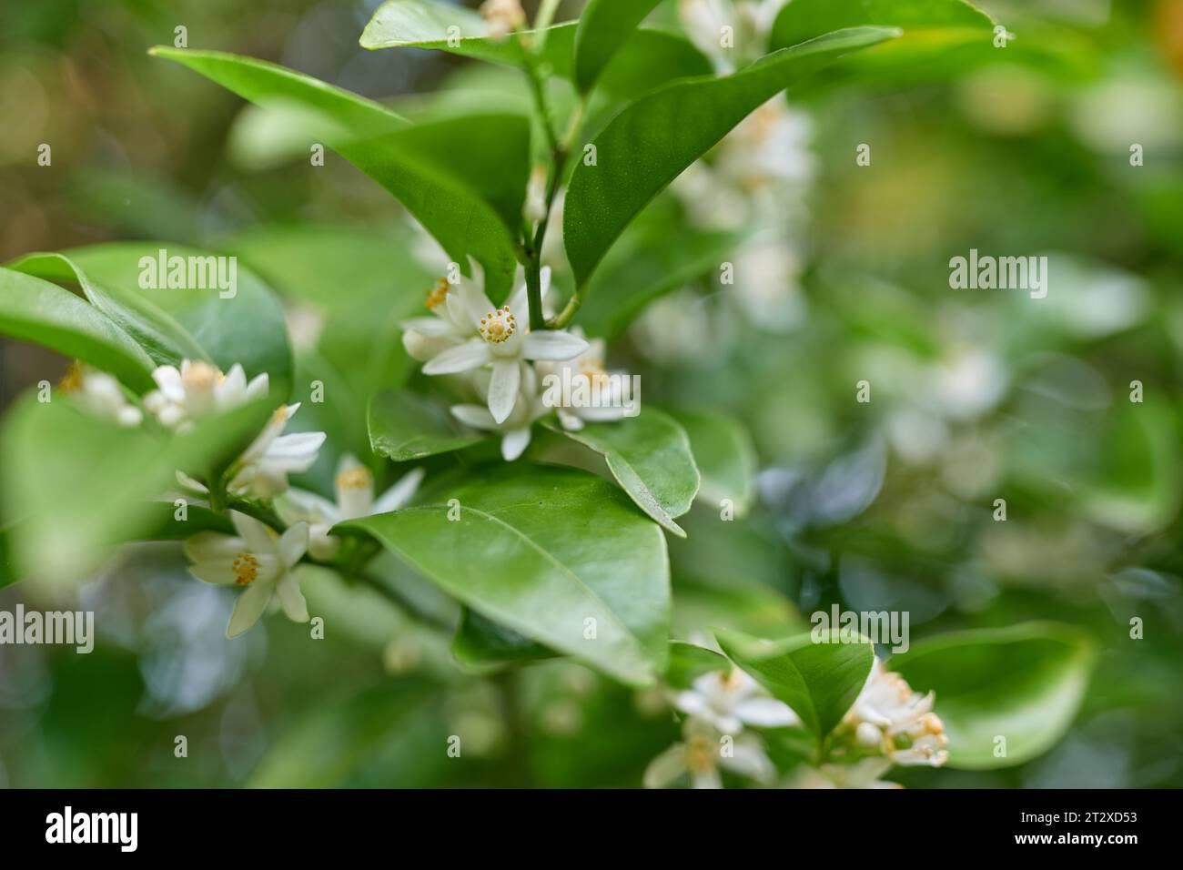 Fiori di mandarino e frutta Foto Stock