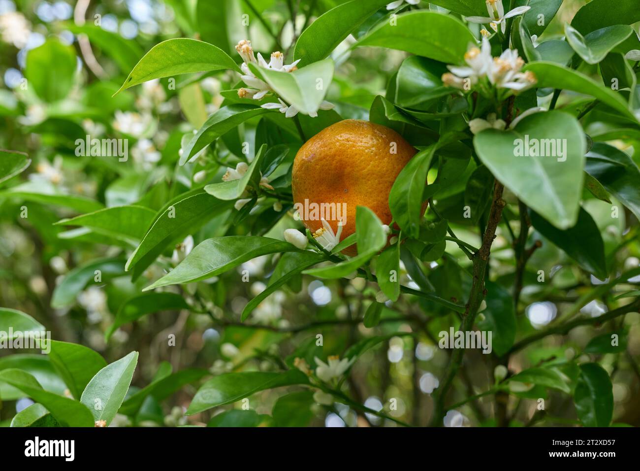 Fiori di mandarino e frutta Foto Stock