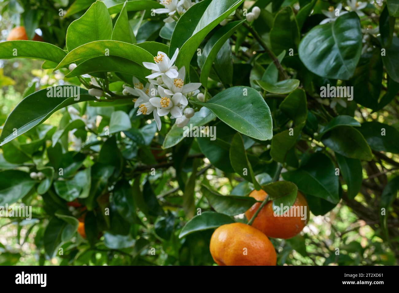 Fiori di mandarino e frutta Foto Stock
