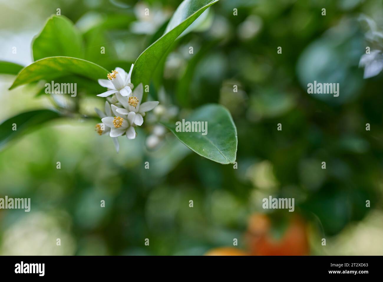 Fiori di mandarino e frutta Foto Stock