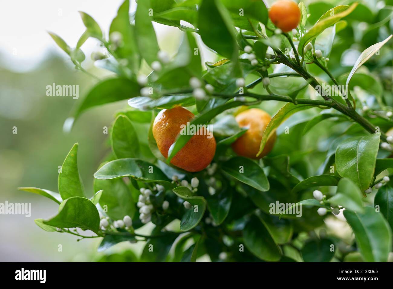 Fiori di mandarino e frutta Foto Stock