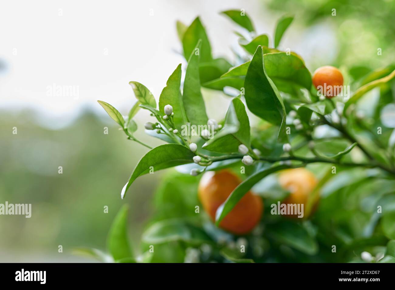Fiori di mandarino e frutta Foto Stock