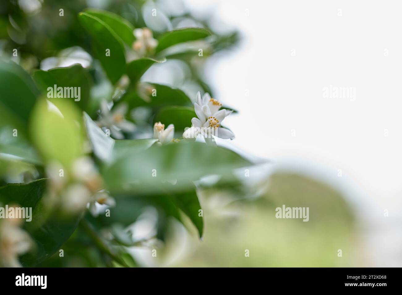 Fiori di mandarino e frutta Foto Stock
