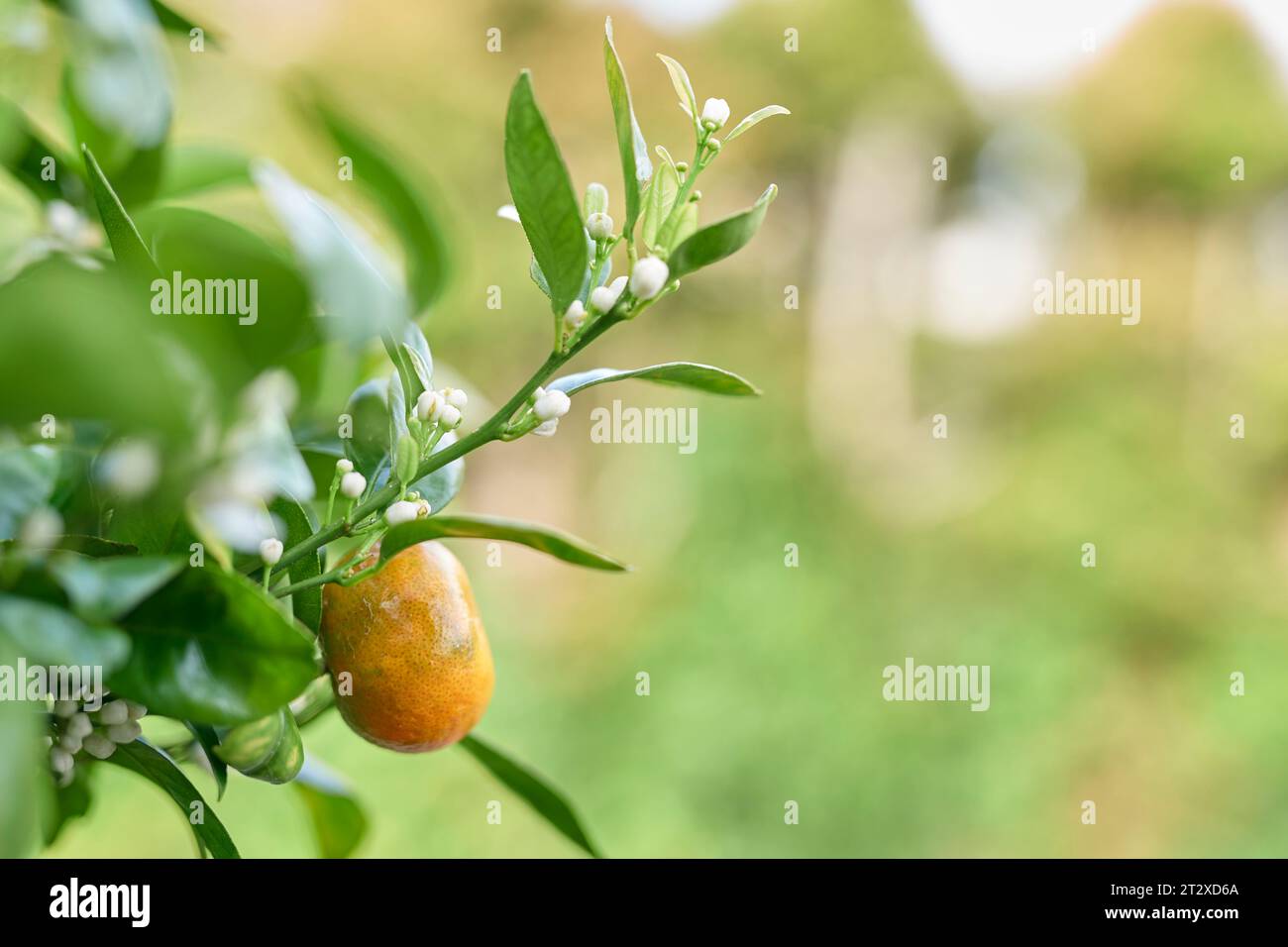 Fiori di mandarino e frutta Foto Stock