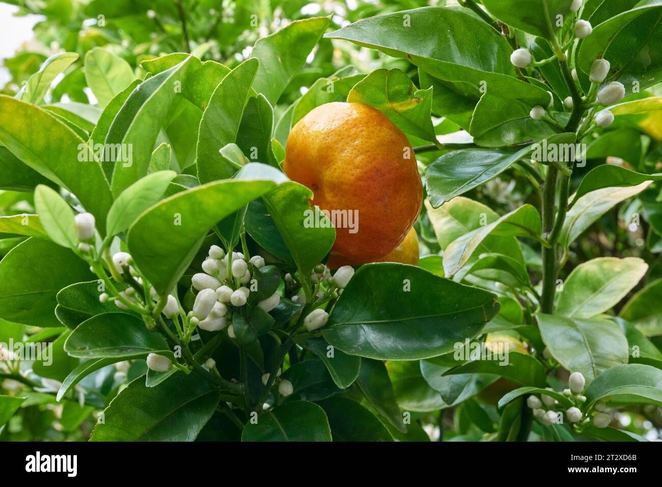 Fiori di mandarino e frutta Foto Stock