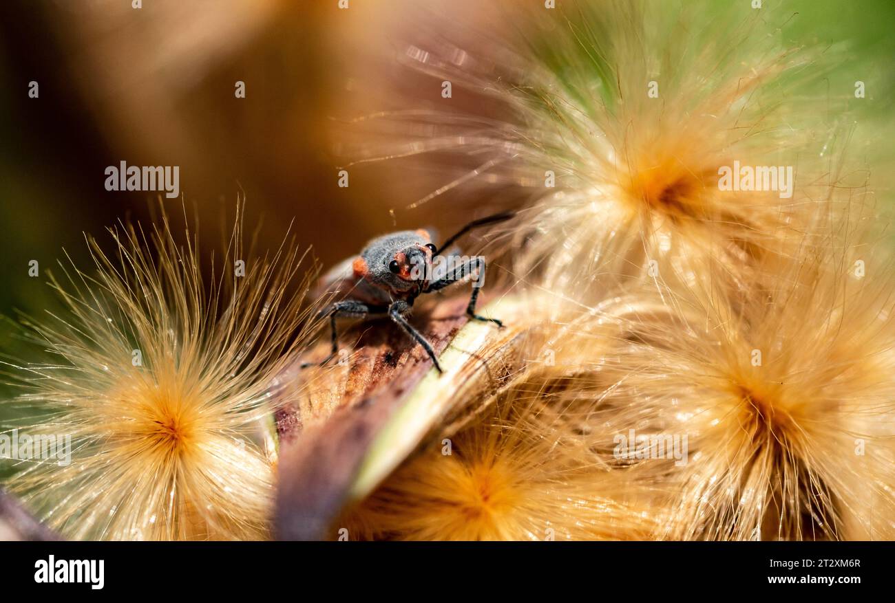 un'immagine macro ravvicinata di un grande insetto dalle alghe che strizza sui semi sul fondo della foresta. Foto Stock