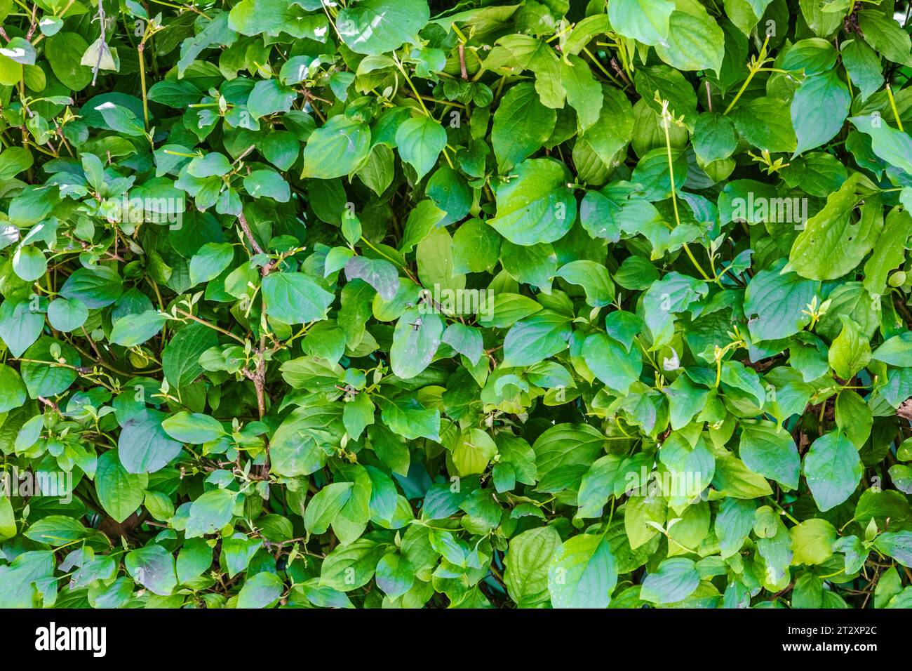 Texture sfondo di una foglia di pianta per sovrapposizione o texture design Foto Stock