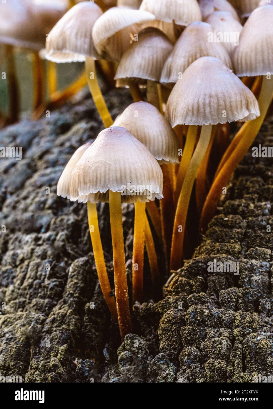 Funghi Mycena Inclinata nel bosco di Piddington Wood nel Buckinghamshire. Foto Stock