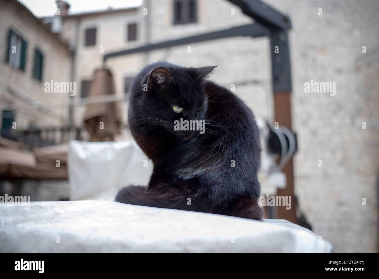 Ritratto di un gatto nero randagio Foto Stock