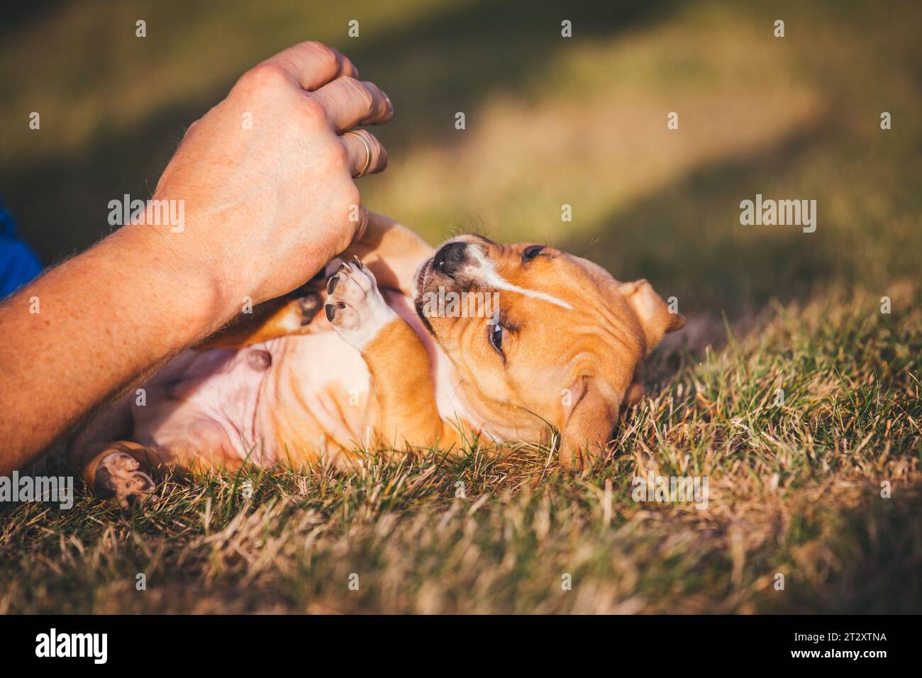 Giocare a American Pit Bull Terrier cucciolo all'età di 5 settimane Foto Stock