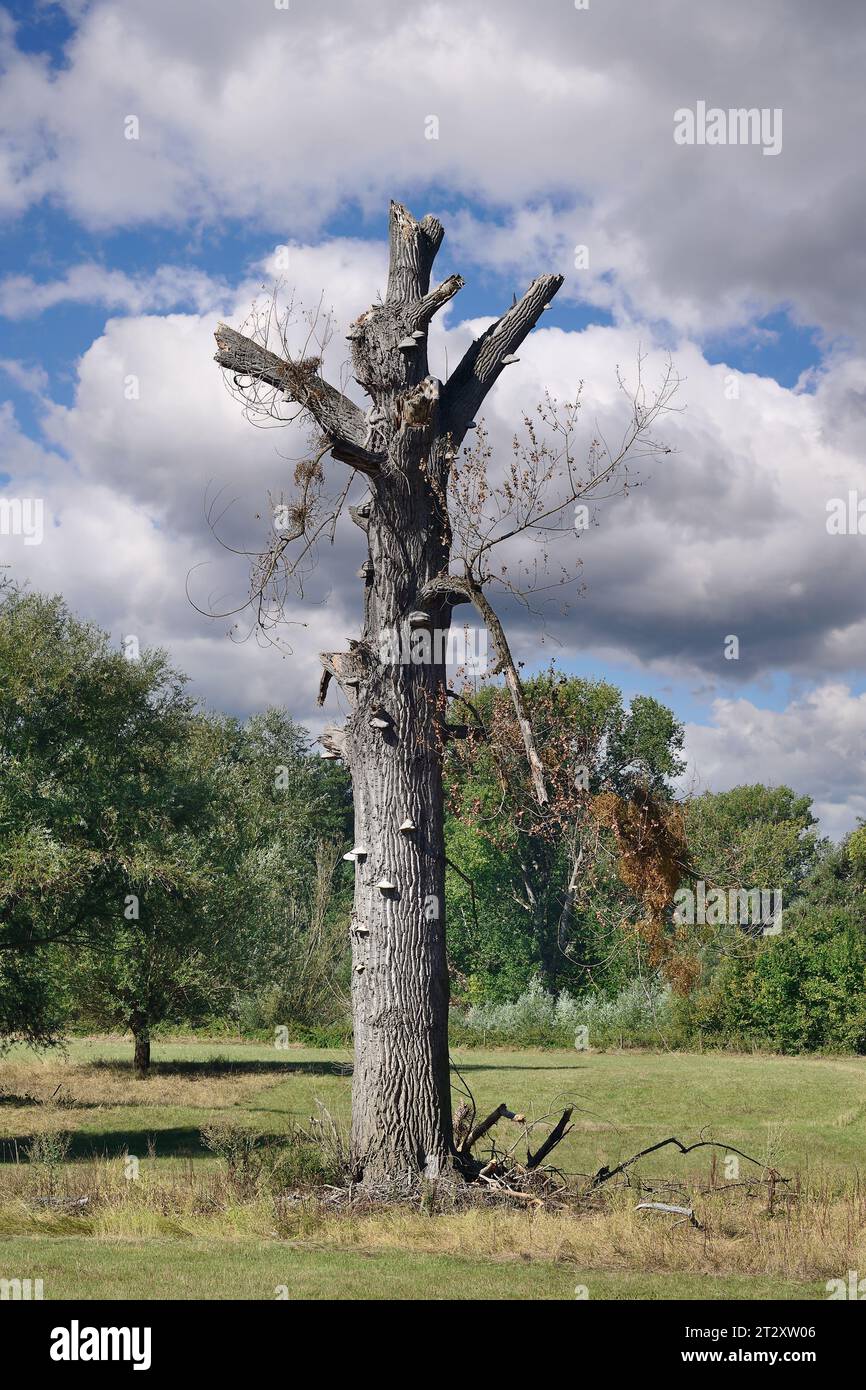 Riserva naturale Urdenbacher Kaempe, pianura alluvionale del fiume Reno, area del vecchio Reno, Düsseldorf-Urdenbach, Germania Foto Stock